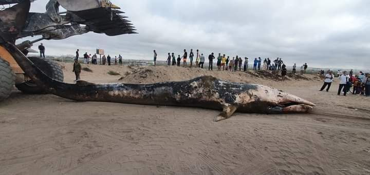 En images Une énorme baleine séchoue sur la plage de Zenata SBOOST